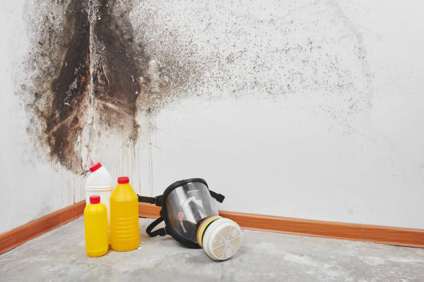 Best Residential Mold Remediation in Windcrest, TX
