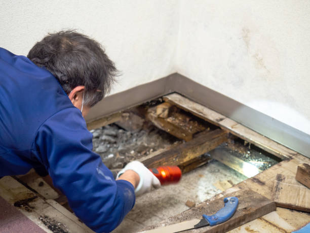 Best Kitchen Mold Remediation in Windcrest, TX