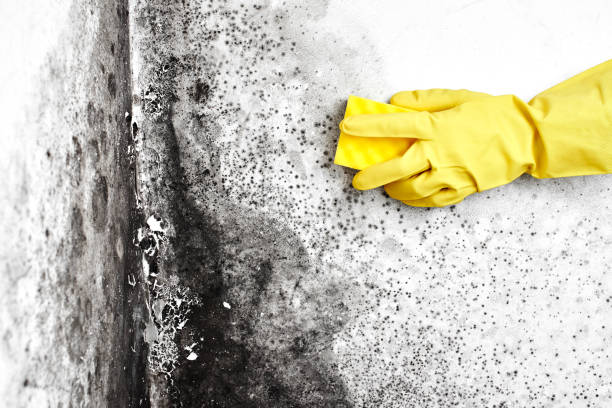 Best Basement Mold Remediation in Windcrest, TX