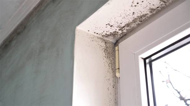 Best Attic Mold Remediation in Windcrest, TX