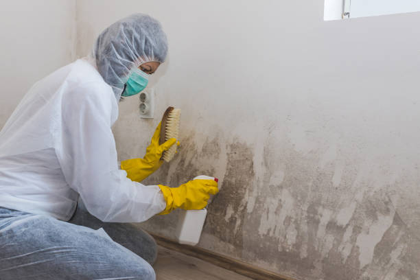 Best Industrial Mold Remediation in Windcrest, TX