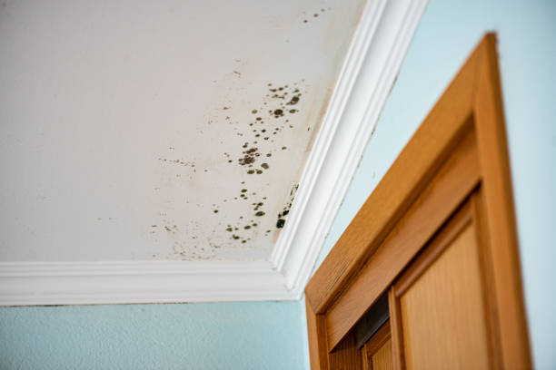 Best Attic Mold Remediation in Windcrest, TX