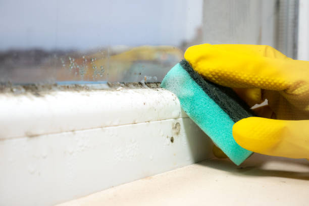 Best Mold Testing and Inspection Services in Windcrest, TX