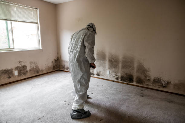 Best Mold Remediation for Specific Building Types in Windcrest, TX