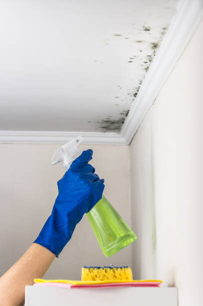 Best Post-Flood Mold Remediation in Windcrest, TX